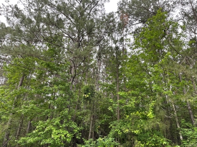 Houston County Texas Recreational/Hunting Land For Sale - image 14