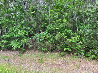 Houston County Texas Recreational/Hunting Land For Sale - image 11