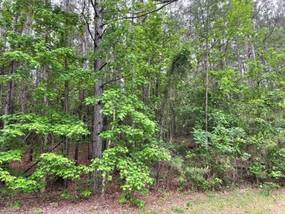 Houston County Texas Recreational/Hunting Land For Sale - image 4