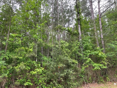 Houston County Texas Recreational/Hunting Land For Sale - image 9