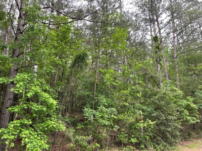 Houston County Texas Recreational/Hunting Land For Sale - image 5