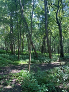 79 Acre Hunting Haven outside of Griffin, IN - image 36
