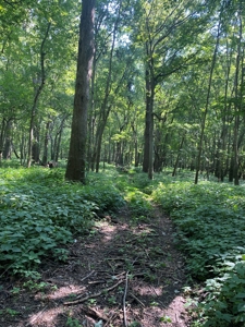 79 Acre Hunting Haven outside of Griffin, IN - image 37
