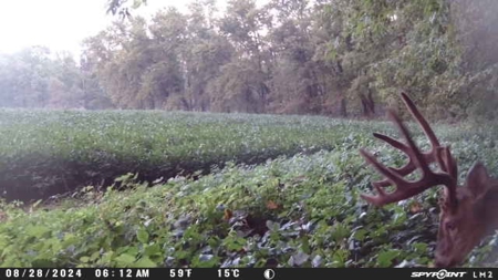 79 Acre Hunting Haven outside of Griffin, IN - image 40