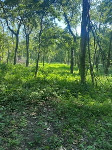 79 Acre Hunting Haven outside of Griffin, IN - image 26