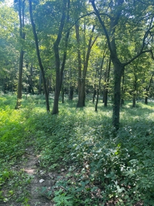 79 Acre Hunting Haven outside of Griffin, IN - image 25