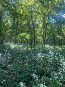 79 Acre Hunting Haven outside of Griffin, IN - image 22