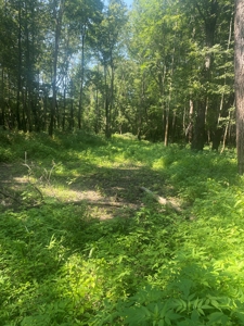 79 Acre Hunting Haven outside of Griffin, IN - image 30