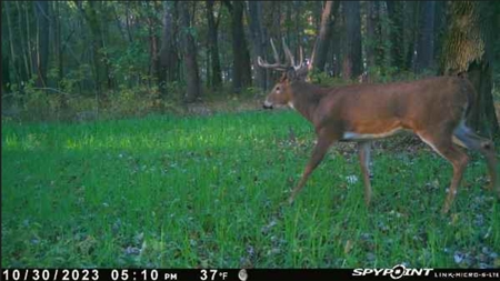 79 Acre Hunting Haven outside of Griffin, IN - image 19