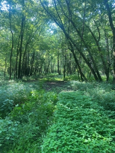 79 Acre Hunting Haven outside of Griffin, IN - image 28
