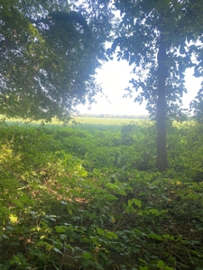 79 Acre Hunting Haven outside of Griffin, IN - image 23