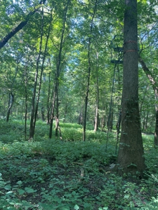 79 Acre Hunting Haven outside of Griffin, IN - image 29