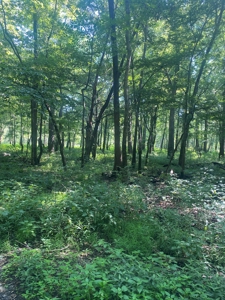 79 Acre Hunting Haven outside of Griffin, IN - image 27