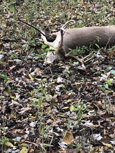 79 Acre Hunting Haven outside of Griffin, IN - image 15
