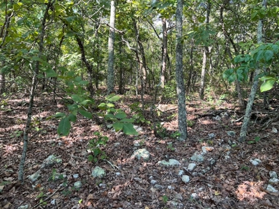 Vacant Land for Sale in the Northern Arkansas Ozarks - image 4