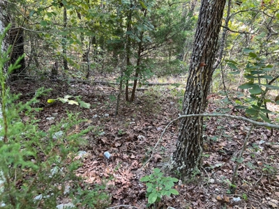Vacant Land for Sale in the Northern Arkansas Ozarks - image 3