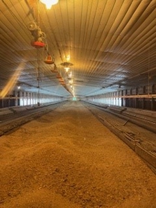 Poultry Turnkey 3 house Breeder Farm Mississippi - image 37