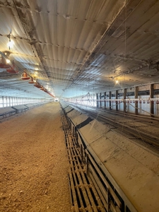 Poultry Turnkey 3 house Breeder Farm Mississippi - image 31