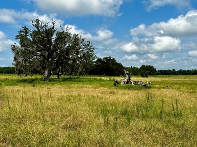 Land for sale Cottonwood, Alabama - image 4