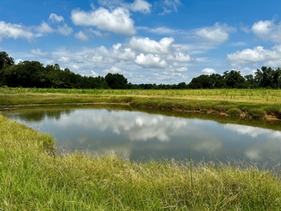 Land for sale Cottonwood, Alabama - image 7