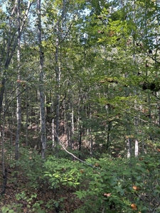 Country Home for Sale in Lewis County, Tennessee - image 42