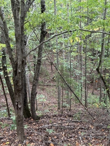 Country Home for Sale in Lewis County, Tennessee - image 39