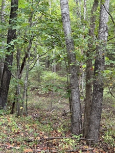 Country Home for Sale in Lewis County, Tennessee - image 40