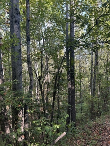 Country Home for Sale in Lewis County, Tennessee - image 41