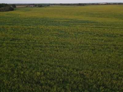 Land for Sale in Barton County, MO - image 4