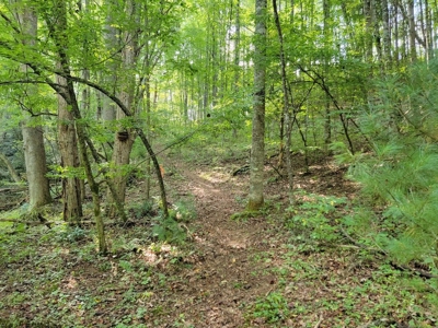 Creekfront Property for Sale in Mouth of Wilson VA - image 12
