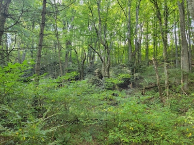 Creekfront Property for Sale in Mouth of Wilson VA - image 21