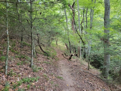Creekfront Property for Sale in Mouth of Wilson VA - image 7