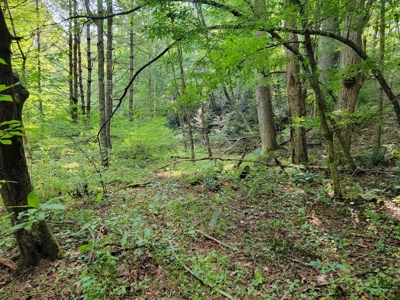 Creekfront Property for Sale in Mouth of Wilson VA - image 11