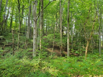 Creekfront Property for Sale in Mouth of Wilson VA - image 22