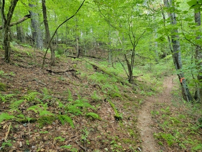Creekfront Property for Sale in Mouth of Wilson VA - image 8