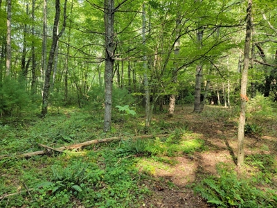 Creekfront Property for Sale in Mouth of Wilson VA - image 13
