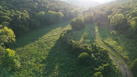 Hunting Land in Monticello, Kentucky - image 4