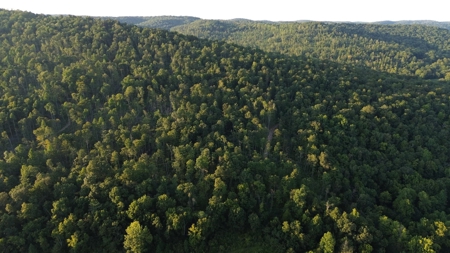 Hunting Land in Monticello, Kentucky - image 23