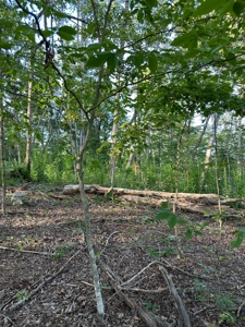 Hunting Land in Monticello, Kentucky - image 30