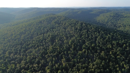 Hunting Land in Monticello, Kentucky - image 24