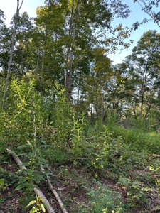Hunting Land in Monticello, Kentucky - image 29