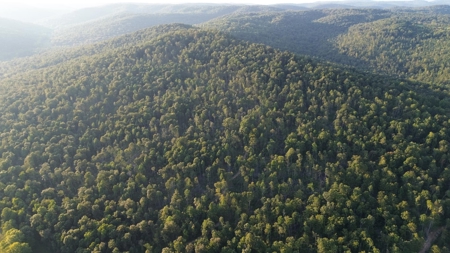 Hunting Land in Monticello, Kentucky - image 25