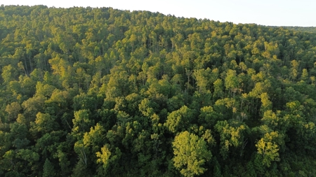 Hunting Land in Monticello, Kentucky - image 15