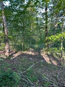 Hunting Land in Monticello, Kentucky - image 32