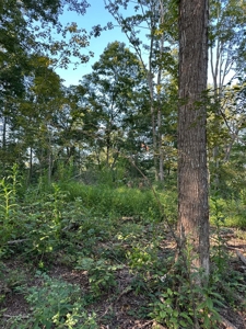 Hunting Land in Monticello, Kentucky - image 33