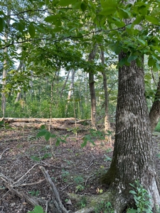 Hunting Land in Monticello, Kentucky - image 28