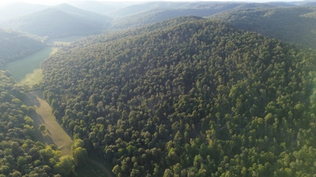 Hunting Land in Monticello, Kentucky - image 26