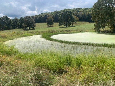 Price Reduced! Quality Ozark Ranch For Sale - image 34