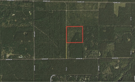 Town of Rome 40 acre timber lot for sale in Adams County WI - image 3