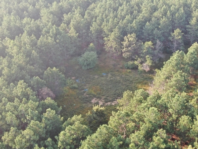 Town of Rome 40 acre timber lot for sale in Adams County WI - image 2